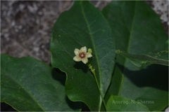 Tylophora pauciflora